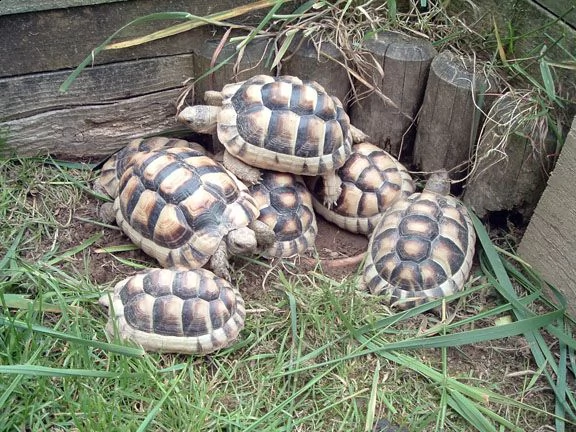  sano tartaruga radiata geochelone in vendita  eastern hermann di tartarughe t hermanni boettgeri