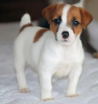 regalo jack russel cuccioli