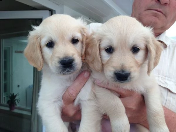 splendidi cuccioli di golden retriver per regalo