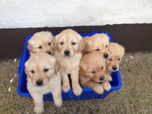 splendidi cuccioli di golden retriver per regalo | Foto 0