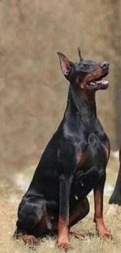 splendida femmina 24 mesi. coda e orecchie amputate con certificato veterinario 