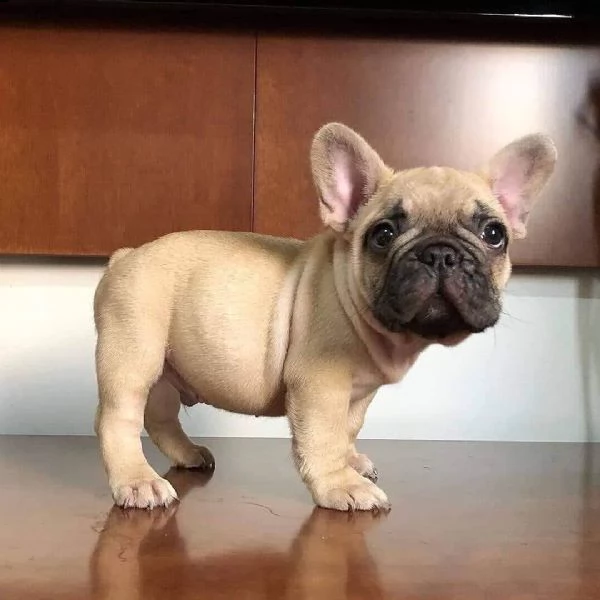 bulldog francese  vasino addestrato | Foto 0