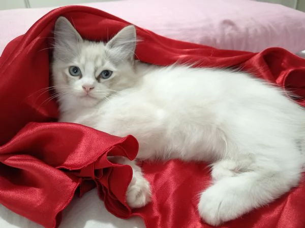 Meraviglioso Cucciolo di Ragdoll Disponibile  | Foto 3