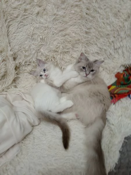 Meraviglioso Cucciolo di Ragdoll Disponibile  | Foto 1