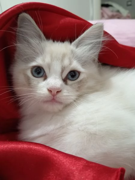 Meraviglioso Cucciolo di Ragdoll Disponibile 