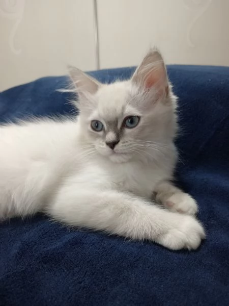 Cucciola Ragdoll dolcissima | Foto 1