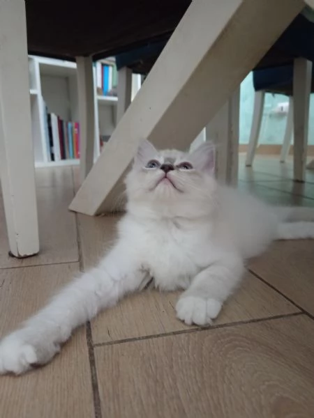 Cucciola Ragdoll dolcissima | Foto 0