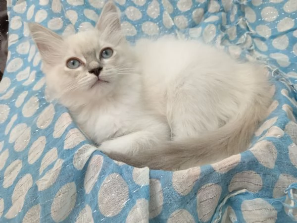 Cucciola Ragdoll dolcissima