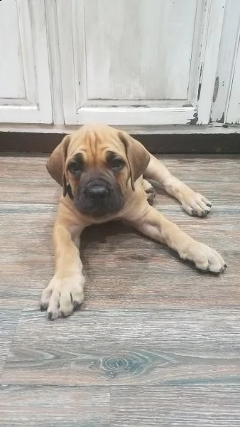 dolcezza cuccioli di boerboel