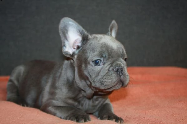  cuccioli di bulldog francese 