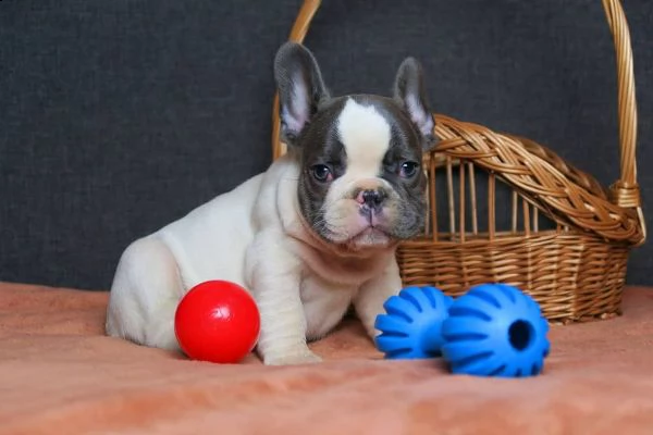  cuccioli di bulldog francese  | Foto 0