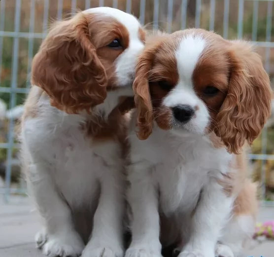 cavalier king cuccioli con pedigree