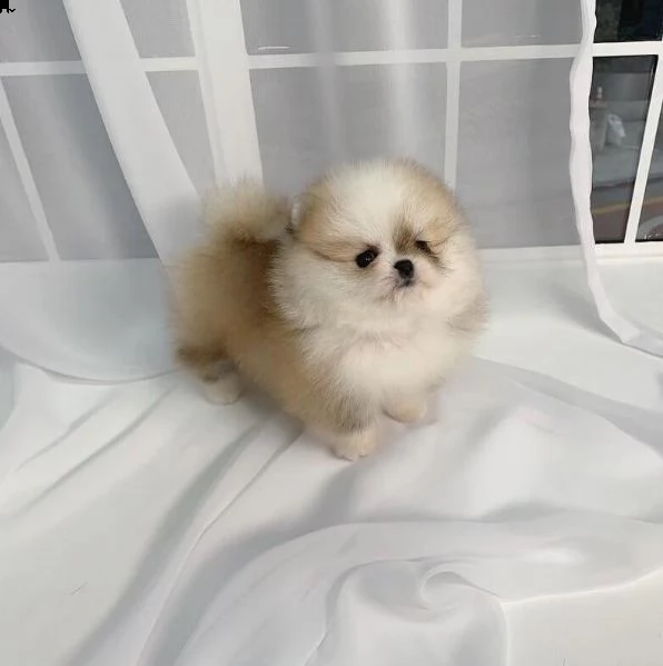 bellissimo cucciolo di pomerania per regalo