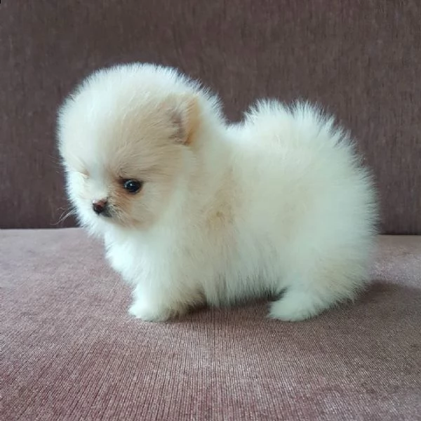 bellissimo cucciolo di pomerania per regalo | Foto 0