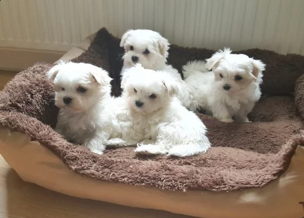 regalo dolci cuccioli maltese per ladozione