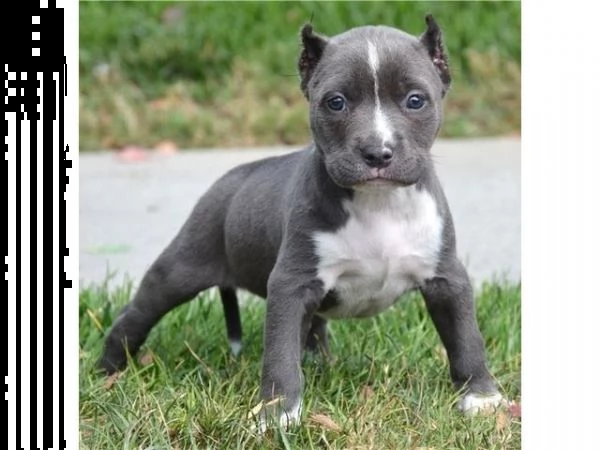  regalo adorabili cuccioli di americano pitbull femminucce e maschietti disponibili per ladozione g