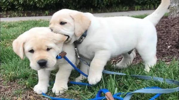 regalo labrador cioccolato cuccioli