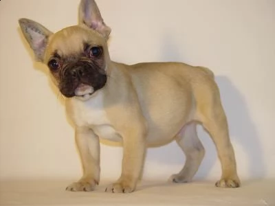 regalo bulldog francese cuccioli disponibile