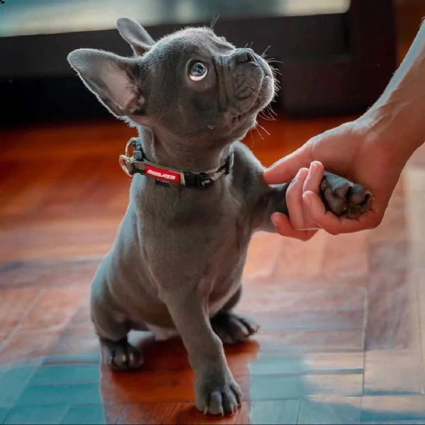 cuccioli di bulldog francese