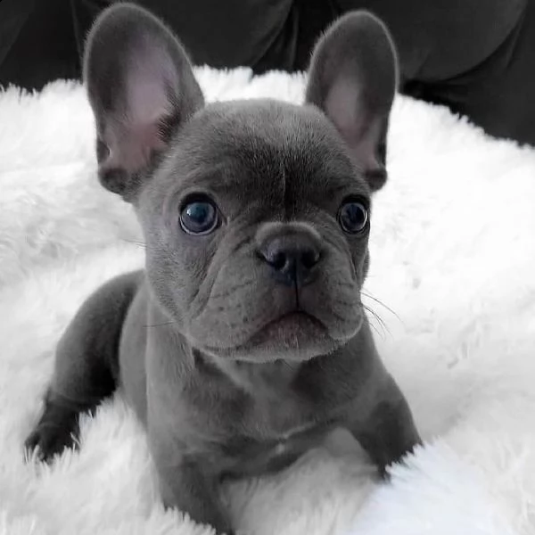 cuccioli di bulldog francese | Foto 0