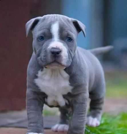 regalo cuccioli pitbull carino per ladozionevaccinazioni carte ukc