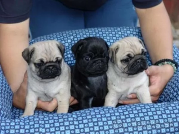 regalo cuccioli di carlino maschio cerca femmina
