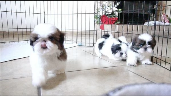 cuccioli shih tzu adorabili cuccioli e carino maschi e femmine i nostri cuccioli sono 3 mesi di et