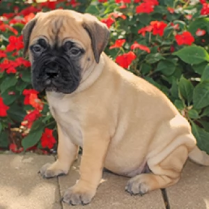 offro in regalo bullmastiff cuccioli con pedigree  cuccioli di bullmastiff siamo urgentemente alla 