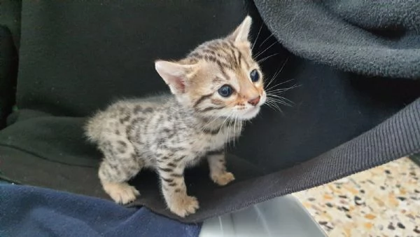 Splendida cucciola bengala Brown Spotted Tabby | Foto 4