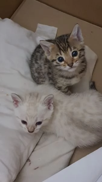 Splendida cucciola bengala Brown Spotted Tabby | Foto 1