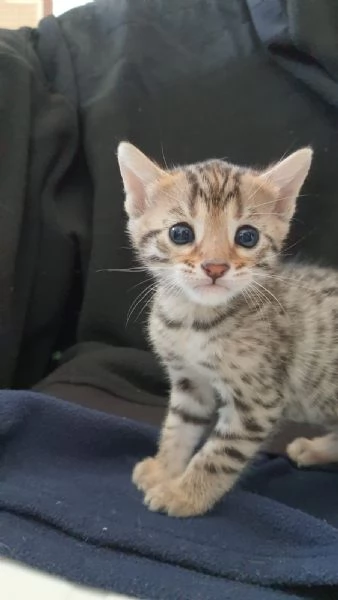 Splendida cucciola bengala Brown Spotted Tabby