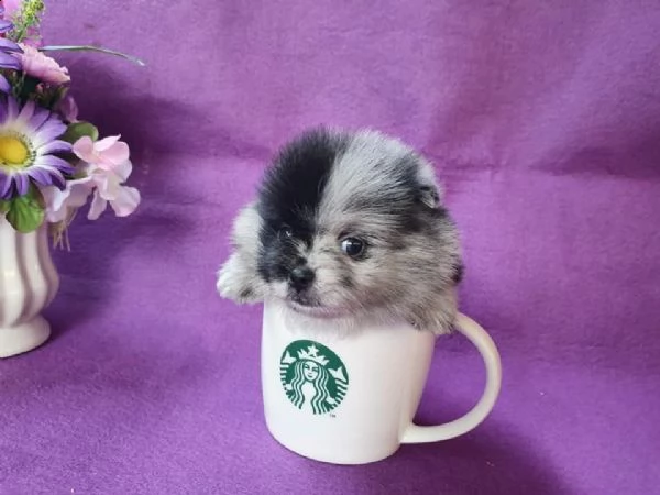 cucciolo di pomerania per regalo | Foto 0
