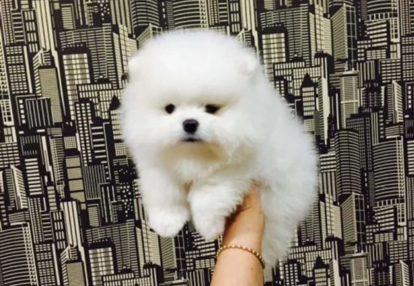 Regalo Cucciolo Volpino Pomerania Da Privato A Milano Regalo Cuccioli Di Pomeranian