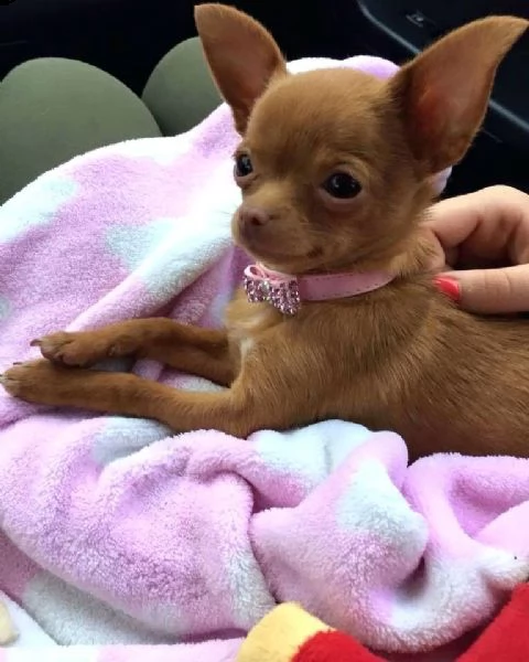 regalo chihuahua mini toy tutti miei nati in casa da genitori sempre di mia propriet e tranquillame