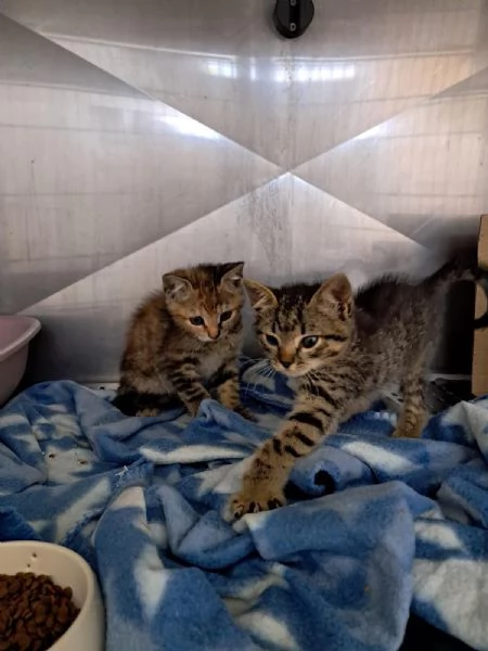 REGALASI gattini 