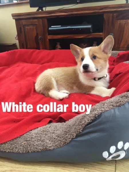 Vendita Welsh Corgi Da Privato A Milano Welsh Corgi Pembroke Cuccioli Di 3 Mesi