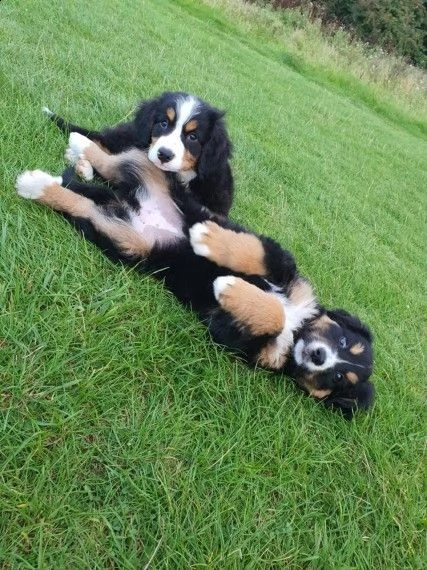 bovaro del bernese di 2 mesi microchip e pedigree | Foto 0