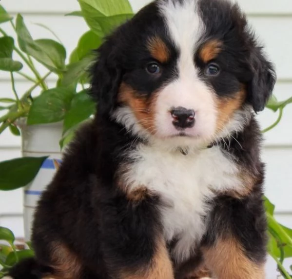 bovaro del bernese di 2 mesi microchip e pedigree