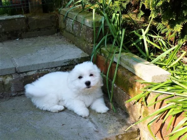 coton de tulear cuccioli | Foto 1