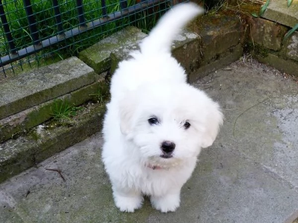 coton de tulear cuccioli | Foto 0