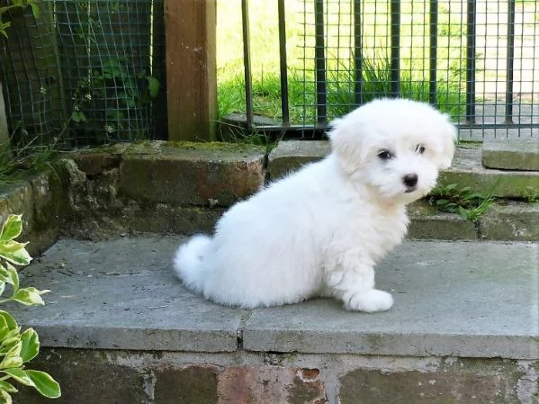 coton de tulear cuccioli