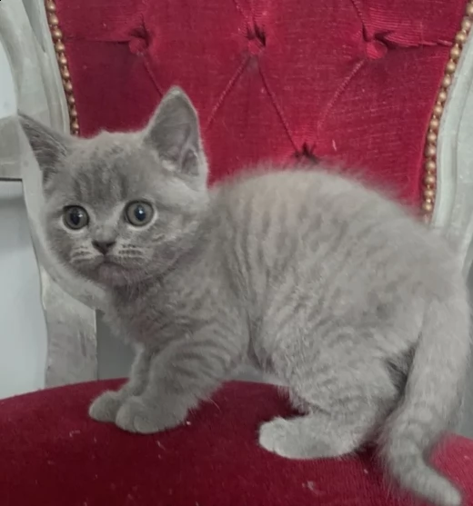 british shorthair blue smoke di 60gg