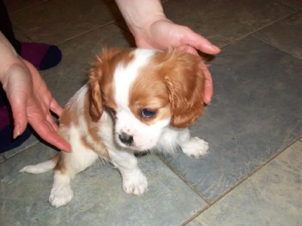 belli e sani cavalier king charles | Foto 1