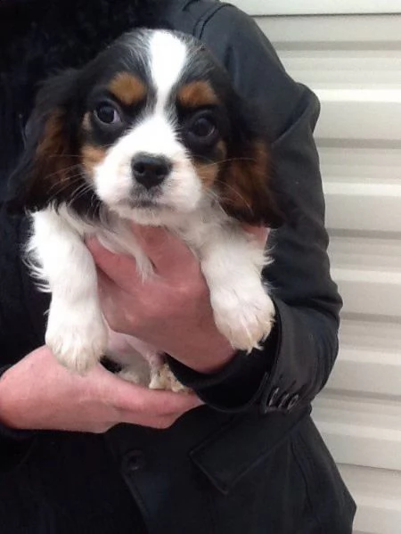 belli e sani cavalier king charles | Foto 0