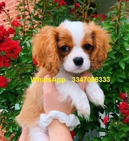belli e sani cavalier king charles