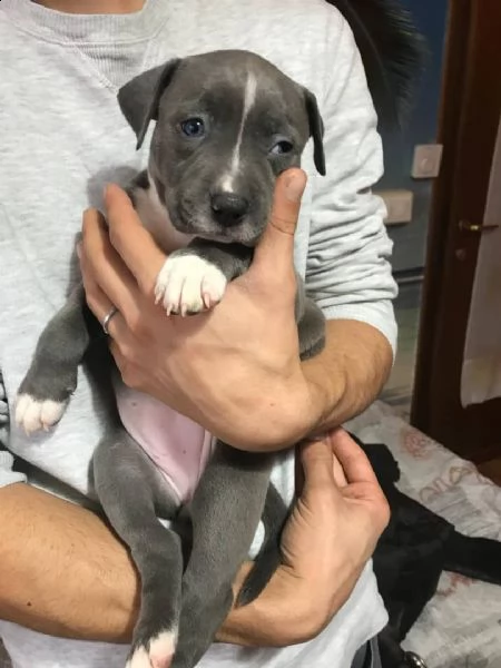 american amstaff cuccioli di 3 mesi