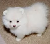 regalo cuccioli di pomeranian 