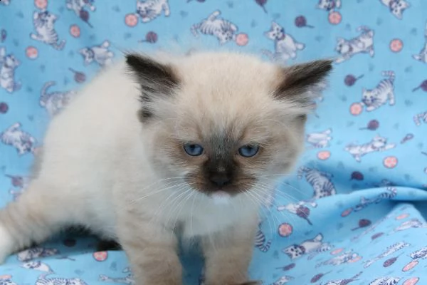 gattini incrocio ragdoll