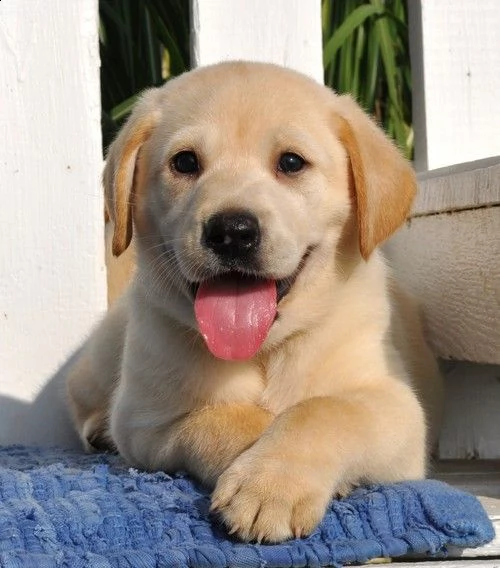 bello labrador  maschio e femmina in regalo