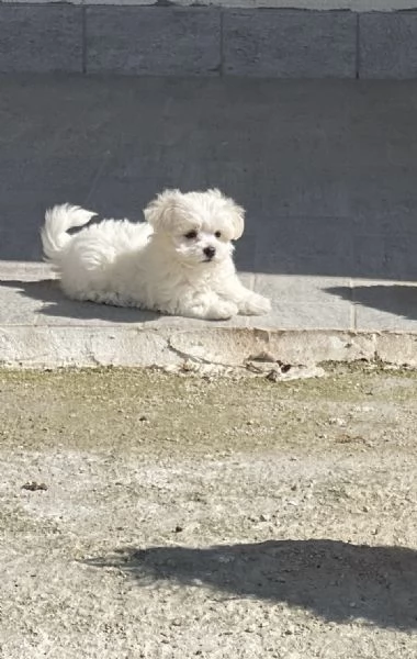 Cucciola maltese | Foto 2